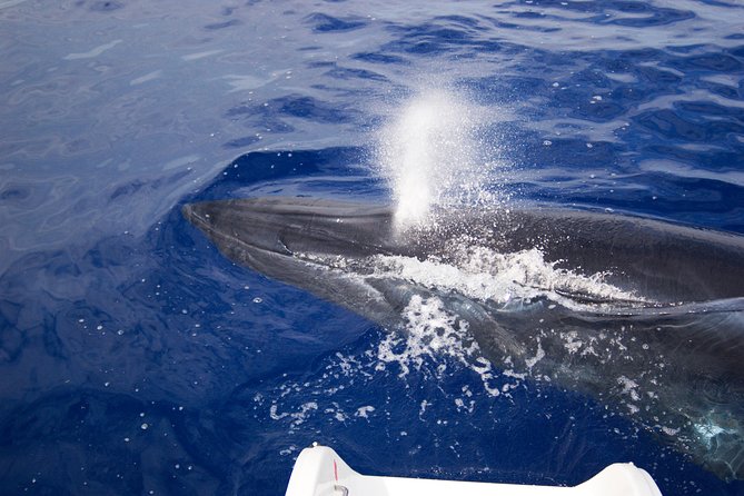 Half-day Catamaran Trip from Funchal - Snorkeling gear: included, but treat it as a “check at the start” item