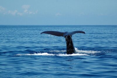 Half-day Catamaran Trip from Funchal - The 3-hour rhythm: coastline cruising, wildlife search, Cabo Girão swim