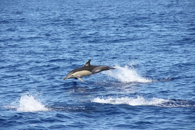 Half-day Catamaran Trip from Funchal - Price and value: is $40.55 worth a 3-hour sea outing?