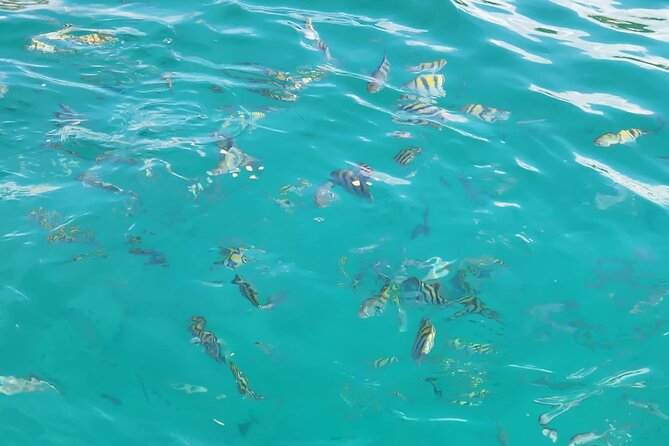 Half-day Private Catamaran Trip with Snorkeling - Drinks, Snacks, and Birthday Energy on the Water