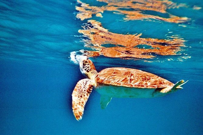 Half Day Sail and Snorkel with the Turtles - Who Should Book, and Who Should Skip
