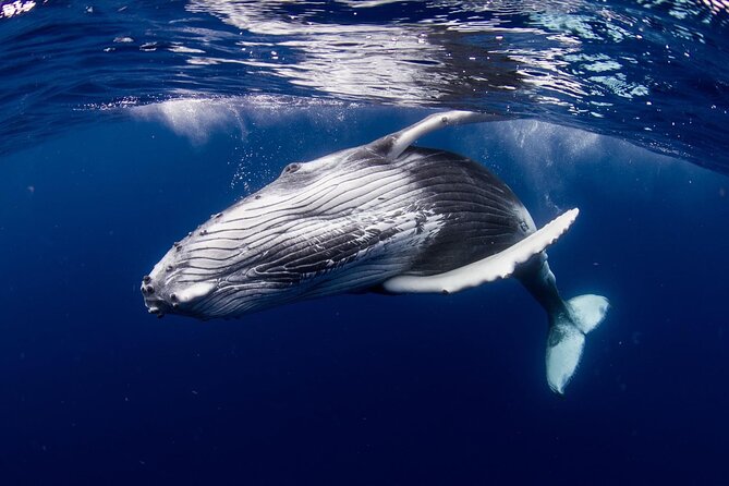 Half Day Tour : Moorea Snorkeling & Sailing on a Catamaran named Taboo - Weather, safety, and the one real downside to know