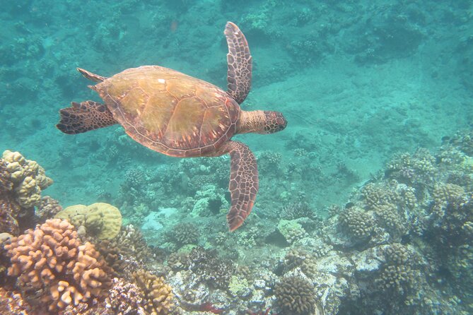 Hawaiian Canoe Sailing Experience in Maui - Snorkeling secret spots: turtles, reef fish, and sting rays