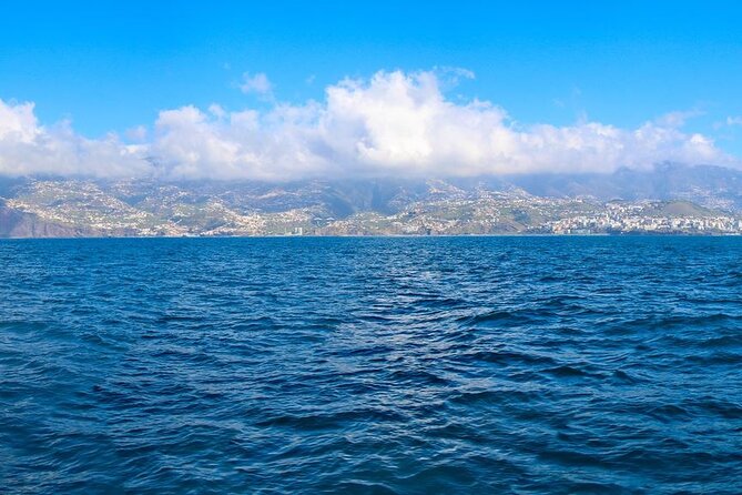 Hop-on Hop-off Bus Tour and Catamaran Whale & Dolphin Watching - Getting your day rolling: tickets, language, and how hopping works