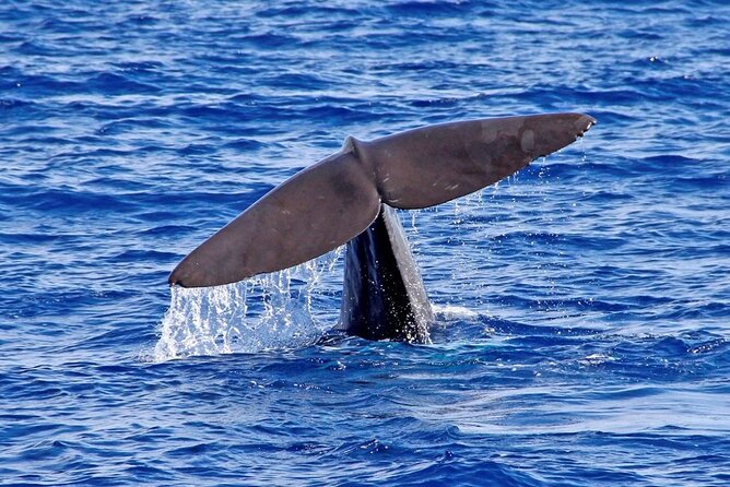 Hop-on Hop-off Bus Tour and Catamaran Whale & Dolphin Watching - The bus route, stop by stop: where to get off and why it matters