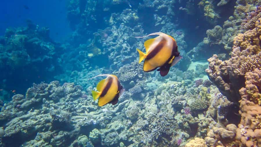 Hurghada: 3 Islands, Dolphins & Snorkel Yacht Trip w/ Lunch - Key highlights at a glance