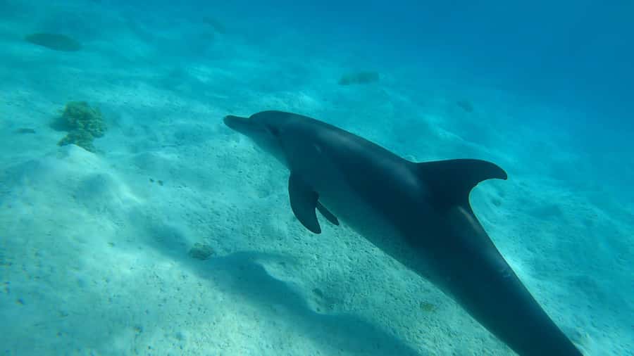 Hurghada: 3 Islands, Dolphins & Snorkel Yacht Trip w/ Lunch - Orange Bay to Giftun to Magawish: how this trip actually feels
