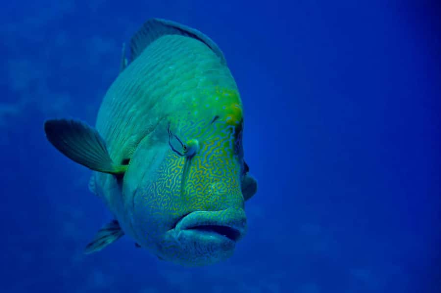 Hurghada: 3 Islands, Dolphins & Snorkel Yacht Trip w/ Lunch - Giftun Island National Park: your first real reef snorkel session