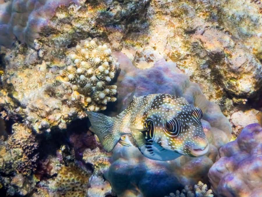 Hurghada: 3 Islands, Dolphins & Snorkel Yacht Trip w/ Lunch - Dolphin watching: exciting, time-boxed, and not fully controllable