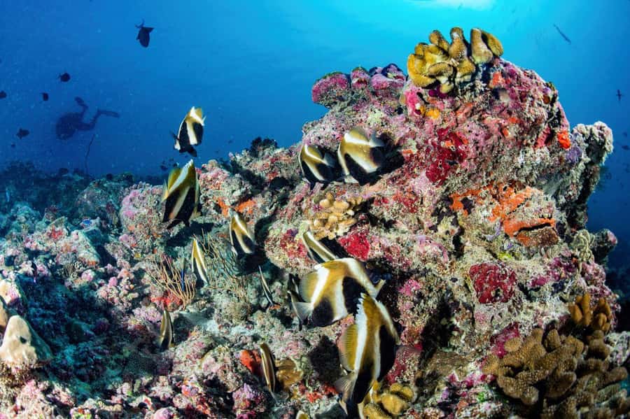 Hurghada: 3 Islands, Dolphins & Snorkel Yacht Trip w/ Lunch - Magawish Islands: the second swim stop with a more relaxed vibe