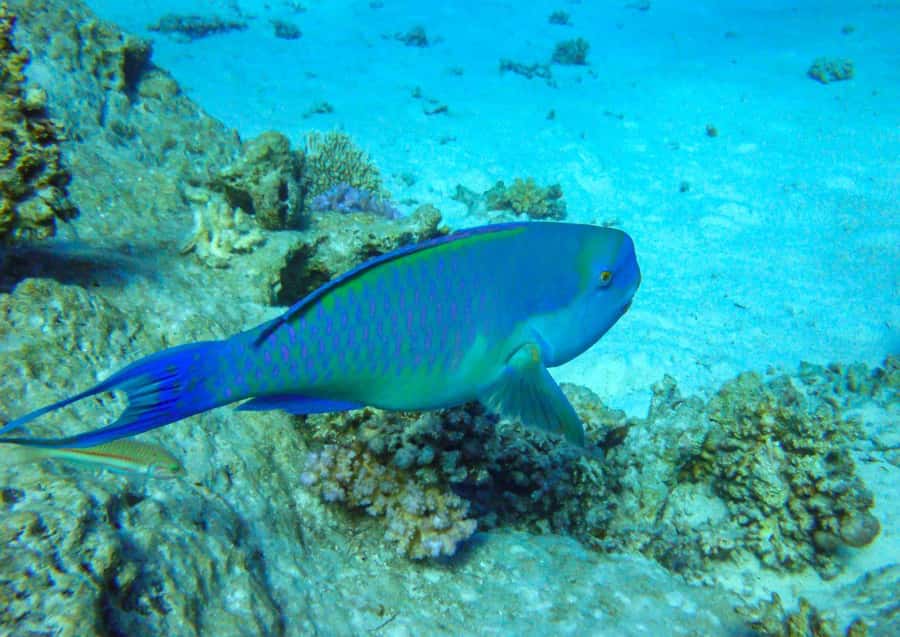 Hurghada: 3 Islands, Dolphins & Snorkel Yacht Trip w/ Lunch - What to pack so your day doesn’t get ruined by wind