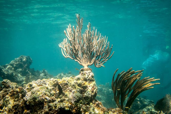 Icacos Deserted Island Catamaran, Snorkel, and Picnic Cruise - Snorkeling at Icacos: What You’ll See (and What Can Change)