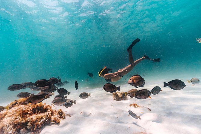 Iconic Aruba Sail and Snorkel Experience - Key highlights in plain terms