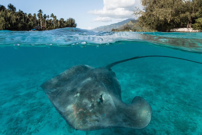 Introduction to sailing and discovering the lagoon - Food, drinks, and onboard comfort on the va’a