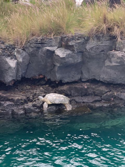 Kailua-Kona: Captain Cook Reef Catamaran Day Trip with Lunch - Key Highlights to Look For