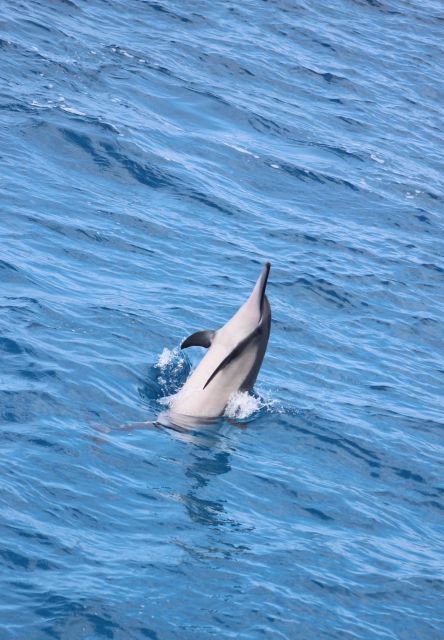 Kailua-Kona: Captain Cook Reef Catamaran Day Trip with Lunch - Wildlife chances: dolphins, pilot whales, and humpbacks