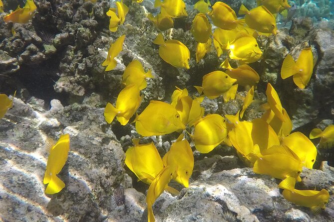 Kealakekua Bay (Captain Cook Monument) Snorkel and Sail Adventure - What you eat after: lunch on the return sail to Kona