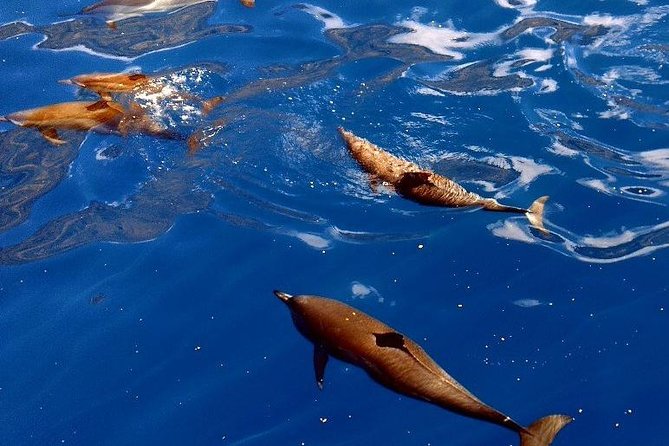 Kealakekua Bay (Captain Cook Monument) Snorkel and Sail Adventure - Who this tour fits best (and who should skip it)