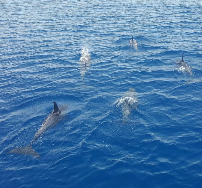 Key West: Afternoon Catamaran Sail and Dolphin Watch - Price and Value: Is $59 Worth an Afternoon on a Catamaran?