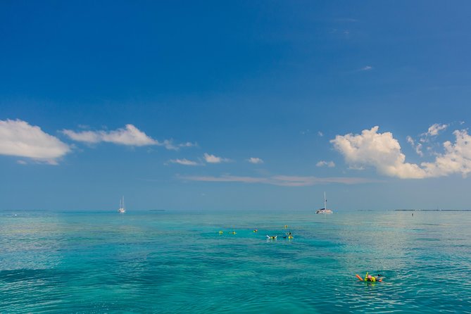 Key West Afternoon Snorkel Sail with Unlimited Cocktails! - Wildlife Sightings You Should Expect (and Ones You Might Not)