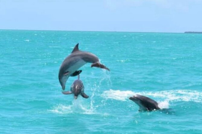 Key West's Favorite Afternoon Dolphin Sail - A Relaxed Afternoon Dolphin Watch From Key West’s Historic Seaport