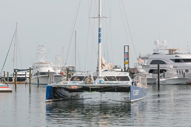 Key West's Favorite Afternoon Dolphin Sail - Dolphin Spotting in the Wild: What You Can Expect