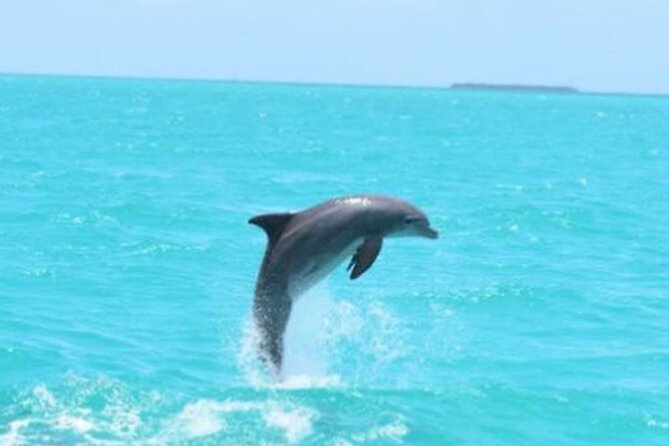 Key West's Favorite Afternoon Dolphin Sail - Music and Commentary: Enjoy the Ride, But Set Your Expectations