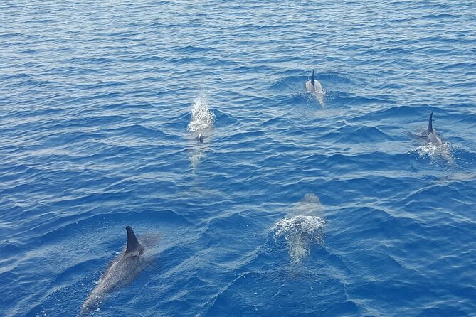 Key West's Favorite Afternoon Dolphin Sail - Where You Meet: 205 Elizabeth St Pier Access