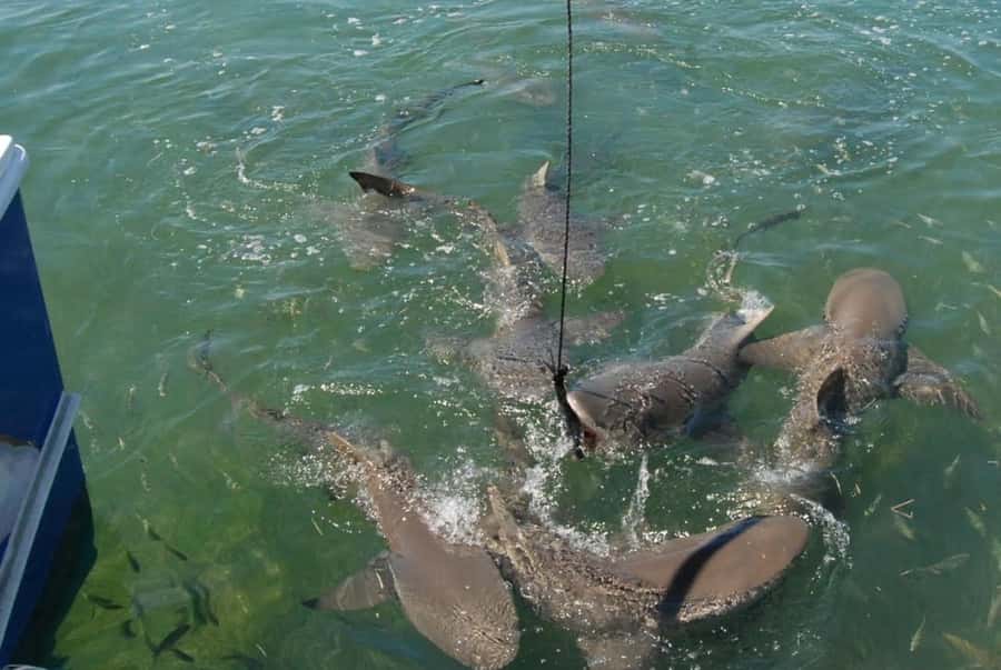 Key West: Shark and Wildlife Viewing Catamaran Tour - Key West Shark and Wildlife Tour: What makes this one click