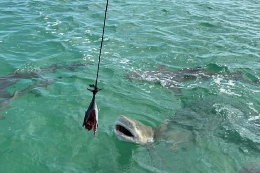 Key West: Shark and Wildlife Viewing Catamaran Tour - Sharks close to the boat: how the scent changes the game in Key West