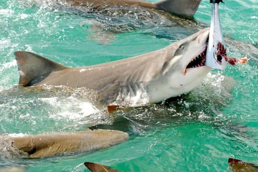 Key West: Shark and Wildlife Viewing Catamaran Tour - Wildlife beyond the sharks: turtles, stingrays, birds, dolphins