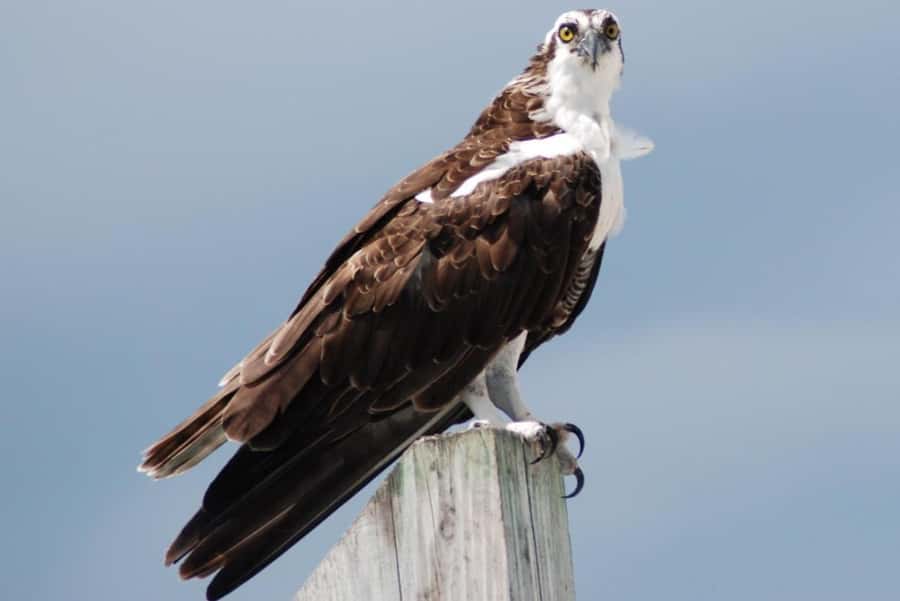 Key West: Shark and Wildlife Viewing Catamaran Tour - Price and value: is $99 for 2 hours a good deal?