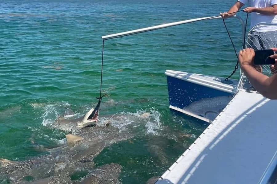 Key West: Shark and Wildlife Viewing Catamaran Tour - Tiger Cat comfort for 2 hours: shade, drinks, and what to wear