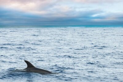 Key West Sunset Sail: Dolphin Watching, Wine, and Tapas - Where You Meet on Elizabeth Street (and How to Avoid the Stress)