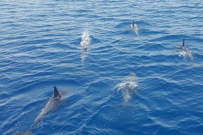 Key West Sunset Sail: Dolphin Watching, Wine, and Tapas - Tapas and Premium Drinks: What Included Means in Real Life