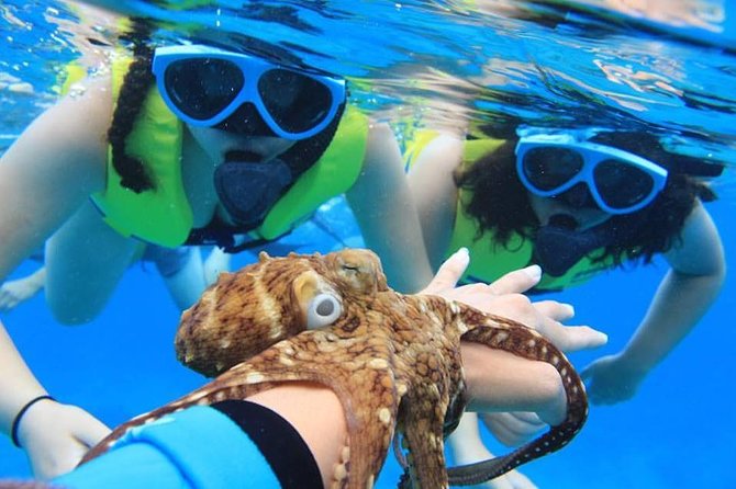 Ko Olina Catamaran Sail and Snorkel with Lunch - Snorkeling off Ko Olina: reef viewing with spinner dolphins in the mix
