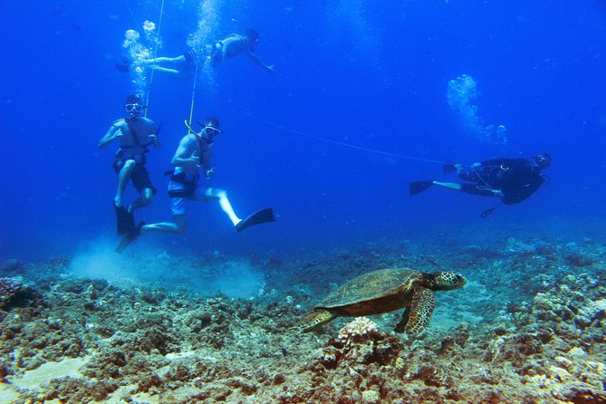 Ko Olina Catamaran Sail and Snorkel with Lunch - Wildlife spotting: what to watch for on the sail back