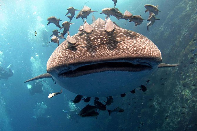 Koh Samui 2-Dive Trip to Sail Rock for certified divers - What Makes This Sail Rock Trip Worth Your Day