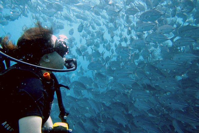 Koh Samui 2-Dive Trip to Sail Rock for certified divers - Key Things to Know Before You Go