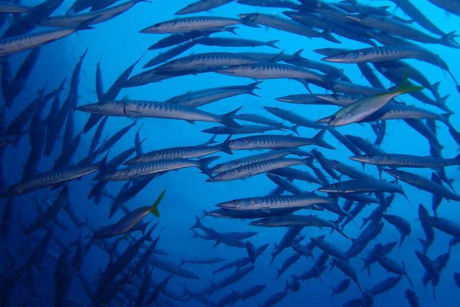 Koh Samui 2-Dive Trip to Sail Rock for certified divers - Sail Rock’s Granite Pinnacle: What You’ll See Underwater