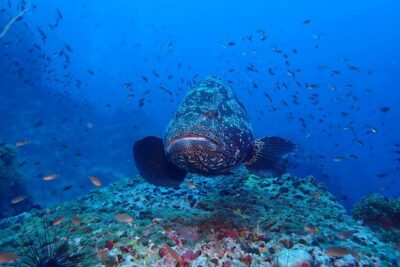 Koh Samui 2-Dive Trip to Sail Rock for certified divers - Meeting at Discovery Divers Pier and Rolling Into the Day