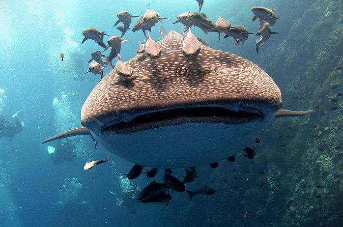 Koh Samui 2-Dive Trip to Sail Rock for certified divers - How the Two Underwater Sessions Are Structured