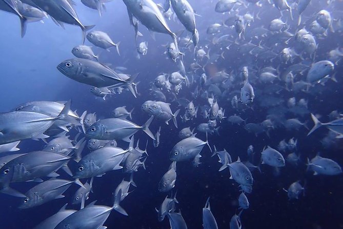 Koh Samui 2-Dive Trip to Sail Rock for certified divers - Comfort, Food, and Hydration Between Sessions