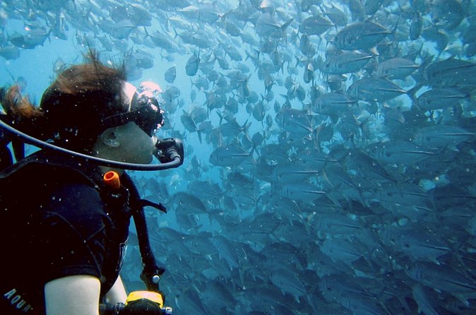 Koh Samui 2-Dive Trip to Sail Rock for certified divers - Price and Value: What You’re Actually Paying For