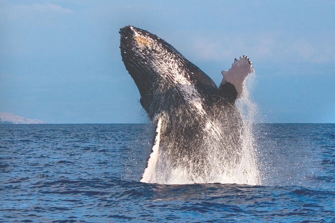 Kona Deluxe Catamaran Whale Watch - Key things to know before you go