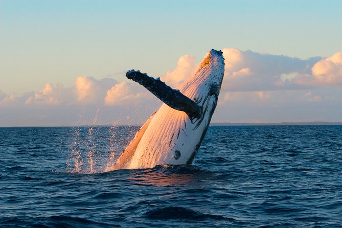 Kona Deluxe Catamaran Whale Watch - The premium bar and how to use it without losing the whales