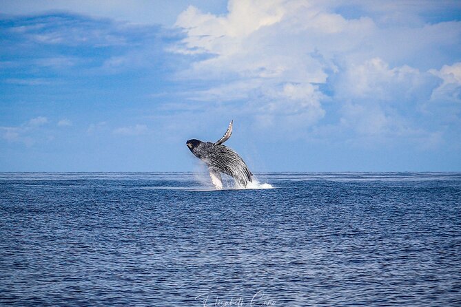 Kona Deluxe Catamaran Whale Watch - Stop 2: Honokohau return—smooth finish, simple landing