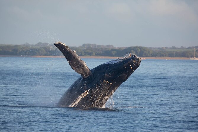 Kona Deluxe Catamaran Whale Watch - The crew that makes or breaks your experience: names to remember