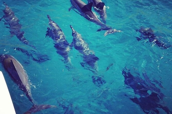 Kona Signature Catamaran Sunset Sail - Wildlife chances: dolphins, whales, and how to watch