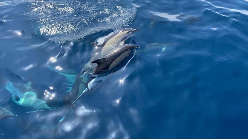 La Herradura: Sailing with a view of dolphins - Sailing from Marina del Este: finding the pier and settling in
